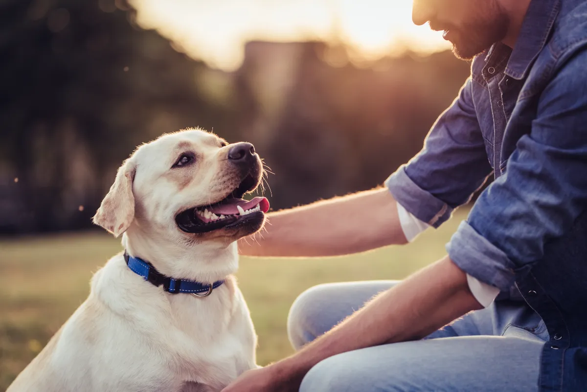 pet cbd