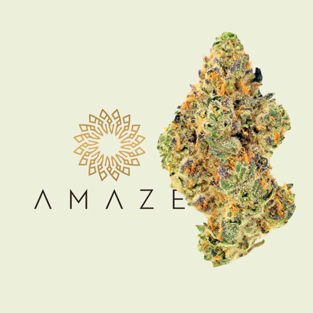 AMAZE cannabis strain flower buds with logo, tan background, Missouri dispensary product