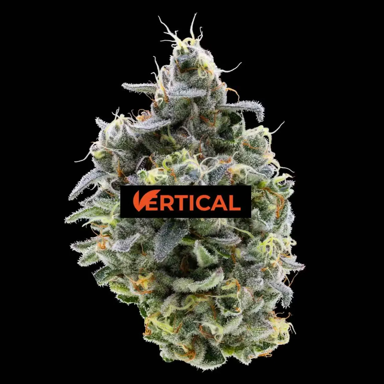 Vertical cannabis strain bud with dense trichomes and green-white coloring, product label visible